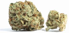 Gas Station Zushi | CLOUT KING | Recreational Marijuana