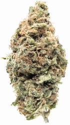 Jenny Kush | CULTIVATION LABS | Recreational Marijuana